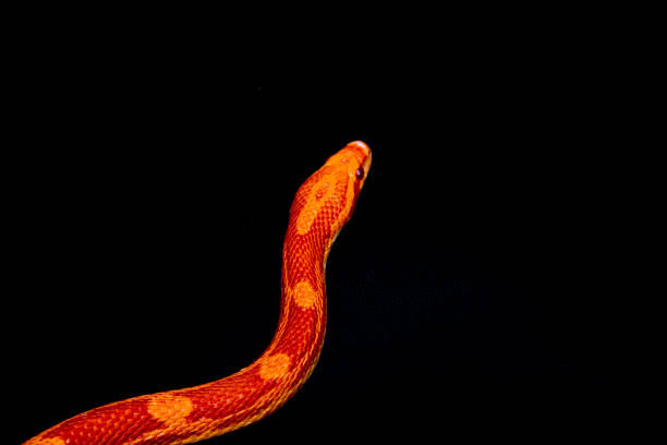 wąż kukurydziany (pantherophis guttatus) – północnoamerykański gatunek węża szczurzego, który ujarzmia swoją małą zdobycz przez zwężenie - 5143 zdjęcia i obrazy z banku zdjęć