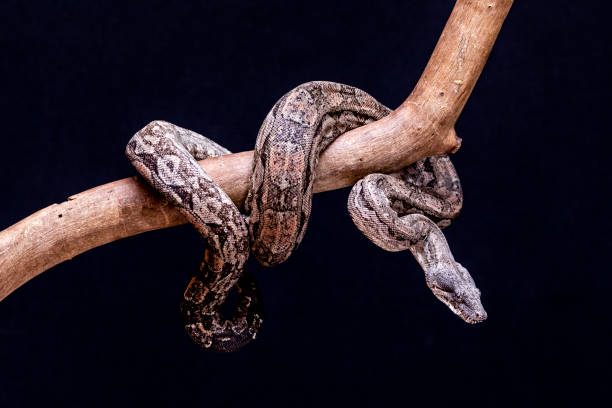 The boa constrictor is a fish snake that can reach an adult size of 2 meters (Boa constrictor amarali) to 4 meters (Boa constrictor constrictor). In Brazil, where is the second largest snake The boa constrictor is a fish snake that can reach an adult size of 2 meters (Boa constrictor amarali) to 4 meters (Boa constrictor constrictor). In Brazil, where is the second largest snake. anaconda snake stock pictures, royalty-free photos & images