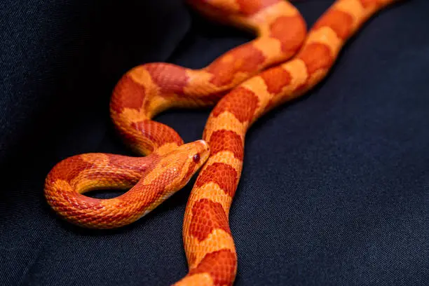 The corn snake (Pantherophis guttatus) is a North American species of rat snake that subdues its small prey by constriction..