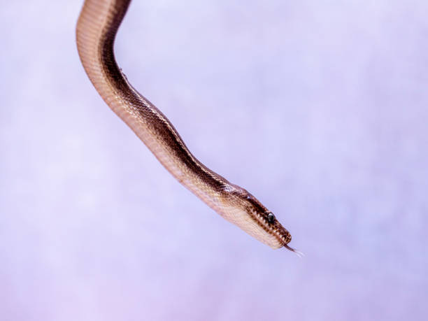 Epicrates cenchria is a boa species endemic to Central and South America. Common names include the rainbow boa, and slender boa Epicrates cenchria is a boa species endemic to Central and South America. Common names include the rainbow boa, and slender boa. snake names stock pictures, royalty-free photos & images
