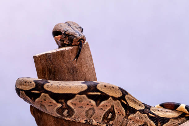 a jiboia constritor (boa constrictor), também chamada de jiboia de cauda vermelha ou a jiboia comum, é uma espécie de cobra grande, não venenosa e de corpo pesado que é frequentemente mantida e criada em cativeiro. - red tailed boa - fotografias e filmes do acervo