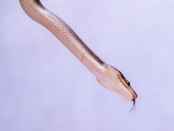 Epicrates cenchria is a boa species endemic to Central and South America. Common names include the rainbow boa, and slender boa Epicrates cenchria is a boa species endemic to Central and South America. Common names include the rainbow boa, and slender boa. snake names stock pictures, royalty-free photos & images