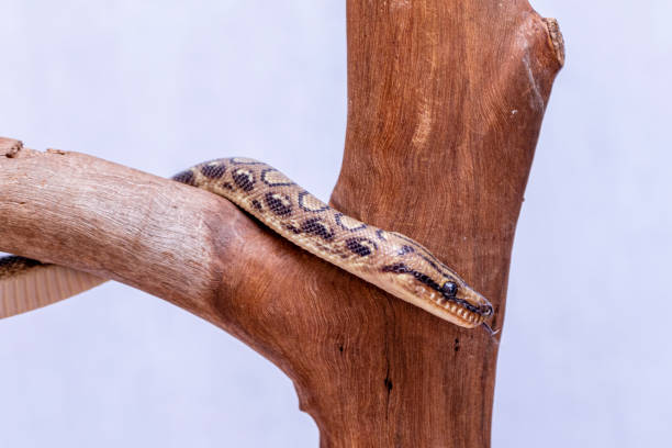 Epicrates cenchria is a boa species endemic to Central and South America. Common names include the rainbow boa, and slender boa Epicrates cenchria is a boa species endemic to Central and South America. Common names include the rainbow boa, and slender boa. snake names stock pictures, royalty-free photos & images