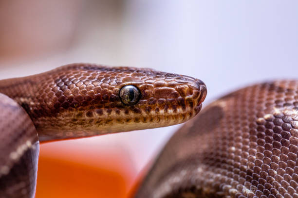 Epicrates cenchria is a boa species endemic to Central and South America. Common names include the rainbow boa, and slender boa Epicrates cenchria is a boa species endemic to Central and South America. Common names include the rainbow boa, and slender boa. snake names stock pictures, royalty-free photos & images