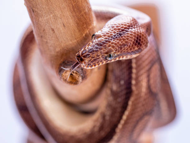 Epicrates cenchria is a boa species endemic to Central and South America. Common names include the rainbow boa, and slender boa Epicrates cenchria is a boa species endemic to Central and South America. Common names include the rainbow boa, and slender boa. snake names stock pictures, royalty-free photos & images