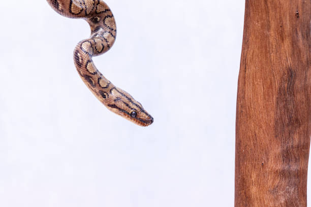 Epicrates cenchria is a boa species endemic to Central and South America. Common names include the rainbow boa, and slender boa Epicrates cenchria is a boa species endemic to Central and South America. Common names include the rainbow boa, and slender boa. snake names stock pictures, royalty-free photos & images
