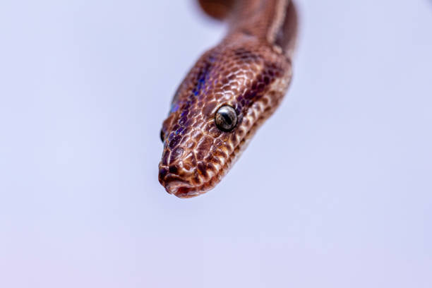 Epicrates cenchria is a boa species endemic to Central and South America. Common names include the rainbow boa, and slender boa Epicrates cenchria is a boa species endemic to Central and South America. Common names include the rainbow boa, and slender boa. snake names stock pictures, royalty-free photos & images