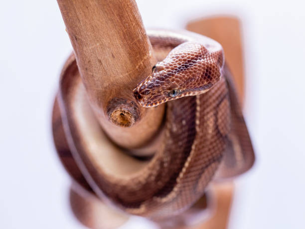 Epicrates cenchria is a boa species endemic to Central and South America. Common names include the rainbow boa, and slender boa Epicrates cenchria is a boa species endemic to Central and South America. Common names include the rainbow boa, and slender boa. snake names stock pictures, royalty-free photos & images