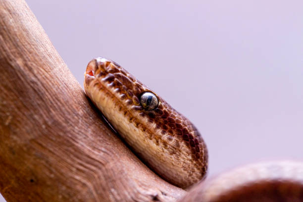 Epicrates cenchria is a boa species endemic to Central and South America. Common names include the rainbow boa, and slender boa Epicrates cenchria is a boa species endemic to Central and South America. Common names include the rainbow boa, and slender boa. snake names stock pictures, royalty-free photos & images