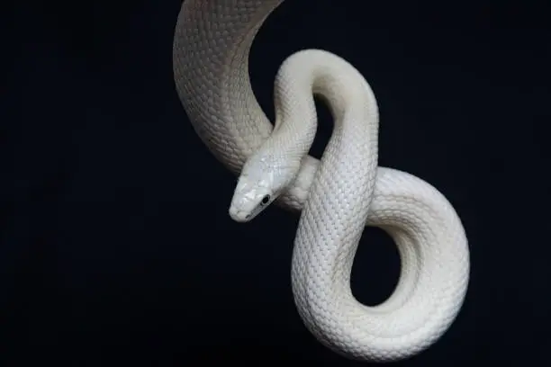 Photo of The Texas rat snake (Elaphe obsoleta lindheimeri ) is a subspecies of rat snake, a nonvenomous colubrid found in the United States, primarily within the state of Texas