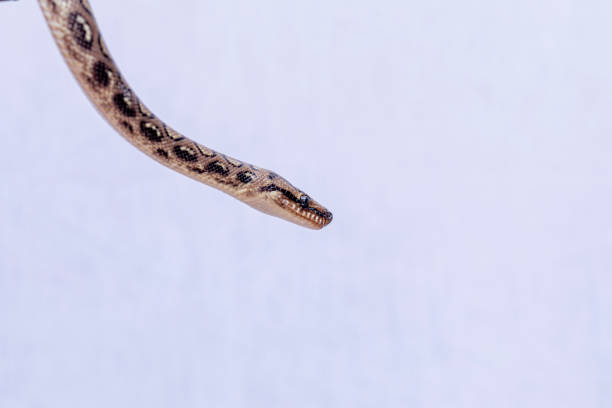 Epicrates cenchria is a boa species endemic to Central and South America. Common names include the rainbow boa, and slender boa Epicrates cenchria is a boa species endemic to Central and South America. Common names include the rainbow boa, and slender boa. snake names stock pictures, royalty-free photos & images