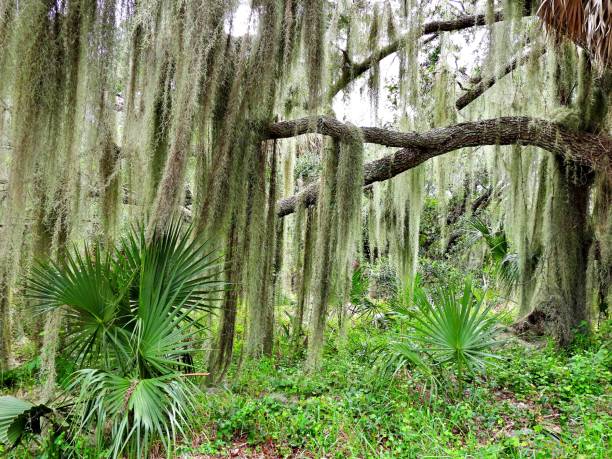 Spanish Moss