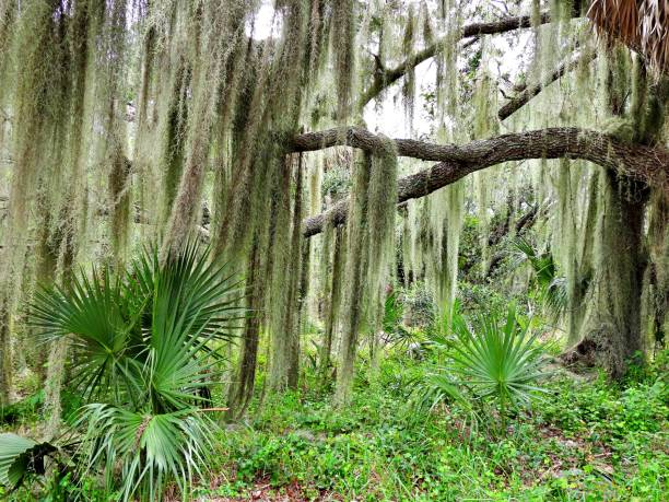 Spanish Moss growing on trees in Florida Spanish Moss spanish moss photos stock pictures, royalty-free photos & images