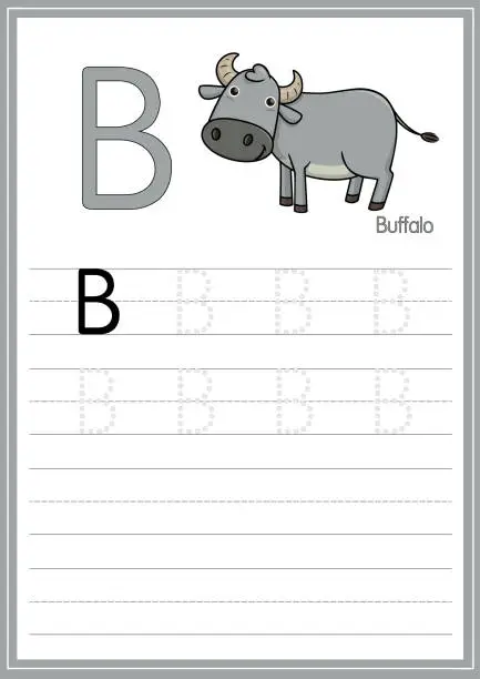 Vector illustration of Vector illustration of a Buffalo isolated on a white background. With the capital letter B for use as a teaching and learning media for children to recognize English letters Or for children to learn to write letters Used to learn at home and school.