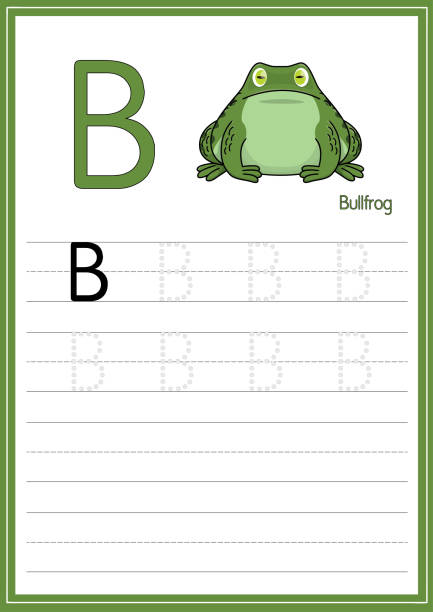ilustrações de stock, clip art, desenhos animados e ícones de vector illustration of green bullfrog isolated on a white background. with the capital letter b for use as a teaching and learning media for children to recognize english letters or for children to learn to write letters used to learn at home and school. - american bullfrog amphibian animal bullfrog