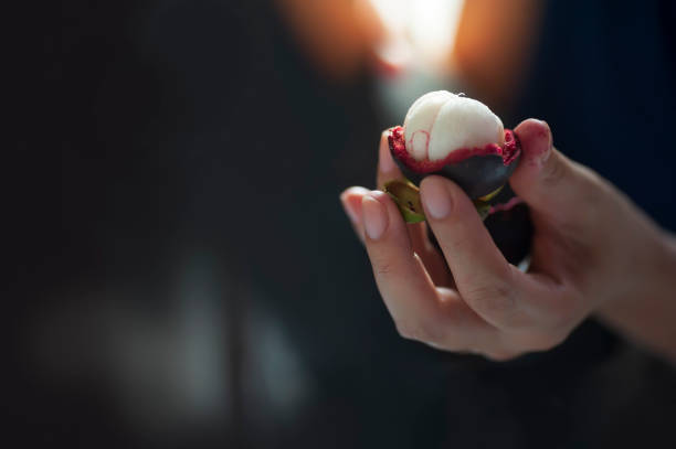 peeled mangosteen in hand with dark background