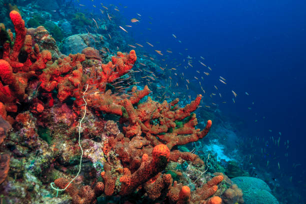 istock Caribbean coral garden 1248321335