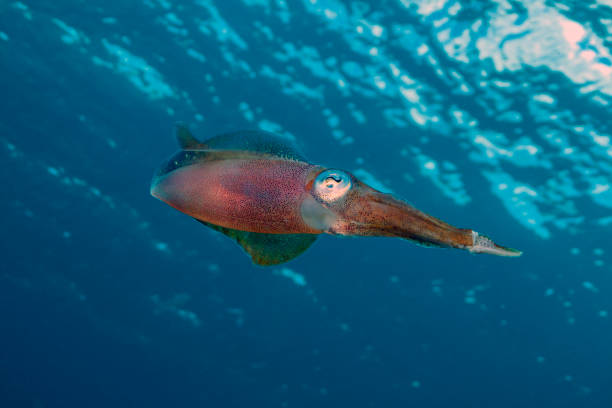 istock Caribbean coral garden, reef squid 1248321389