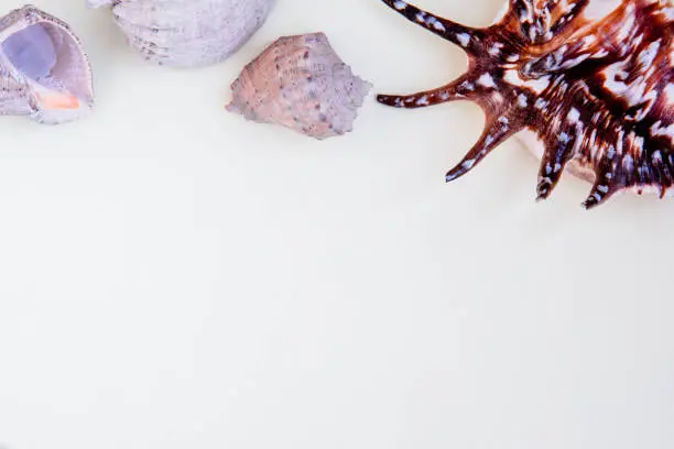 White background with different beautiful sea shells on the top. Travel blog conception