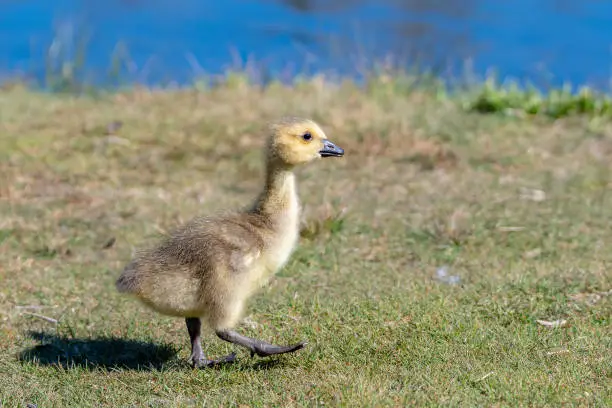 Baby Canada goose walking in short grass. He is looking ahead, one foot raised. Blue water in the background.