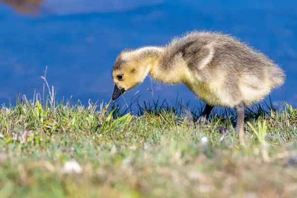 Baby Canada goose walking in short grass. He is looking down at the ground. Blue water in the background.