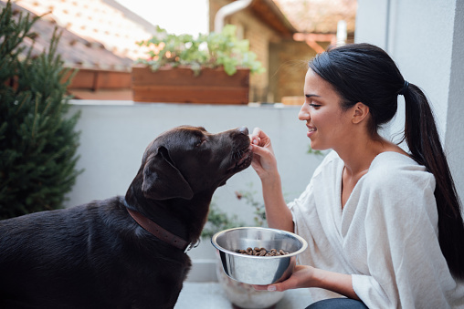 Female pet owner teaching her pet dog with food and treating him tricks and how to behave