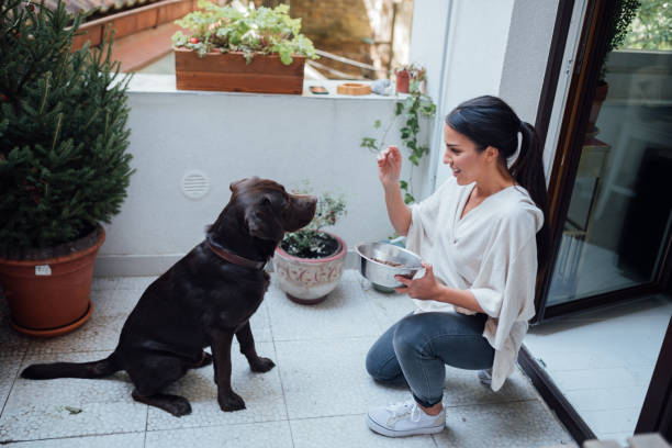 istock Female pet owner training her dog 1248324308