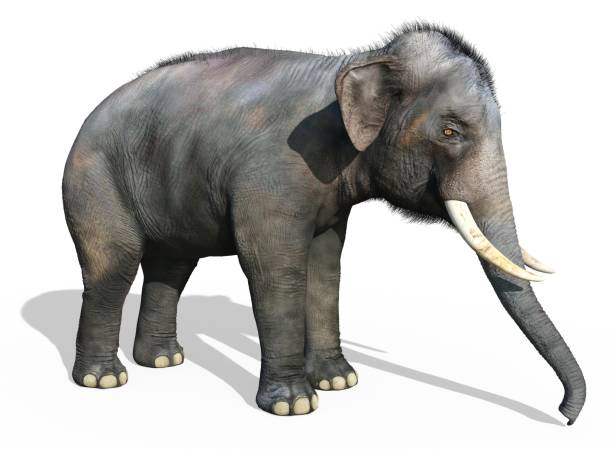 istock Indian Elephant isolated on white background 3d illustration 1248326566