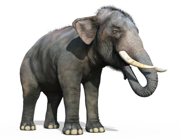 istock Indian Elephant isolated on white background 3d illustration 1248326577
