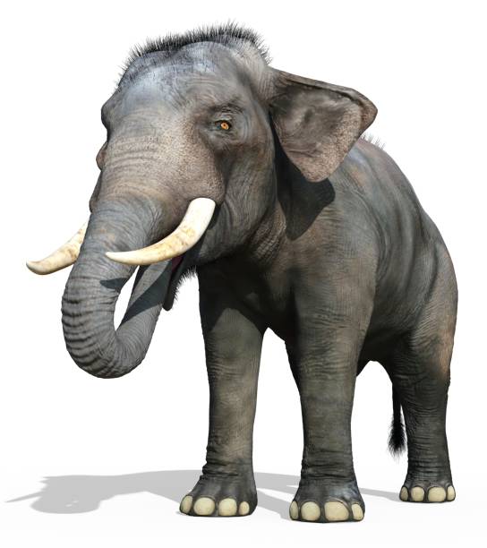 istock Indian Elephant isolated on white background 3d illustration 1248326583