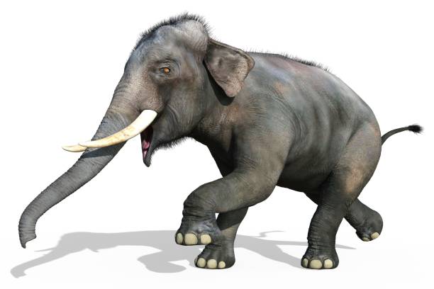 istock Indian Elephant isolated on white background 3d illustration 1248326584