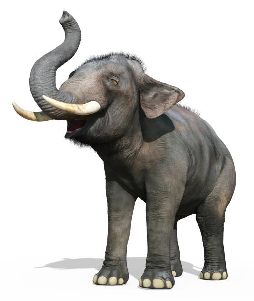 istock Indian Elephant isolated on white background 3d illustration 1248326595