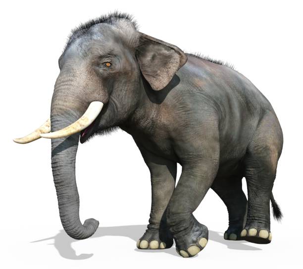 istock Indian Elephant isolated on white background 3d illustration 1248326610