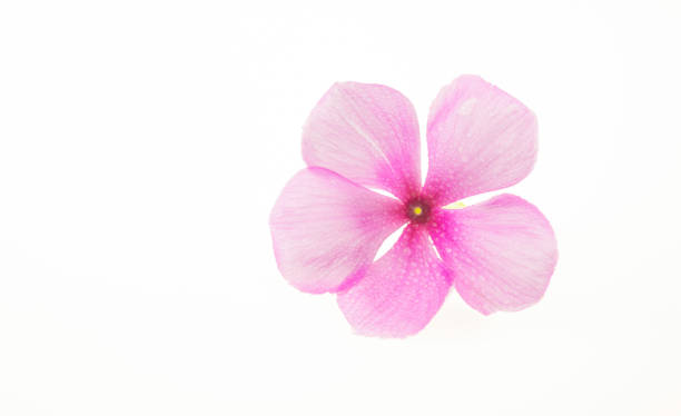 Madagascar periwinkle Madagascar periwinkle isolated on a white background catharanthus roseus stock pictures, royalty-free photos & images