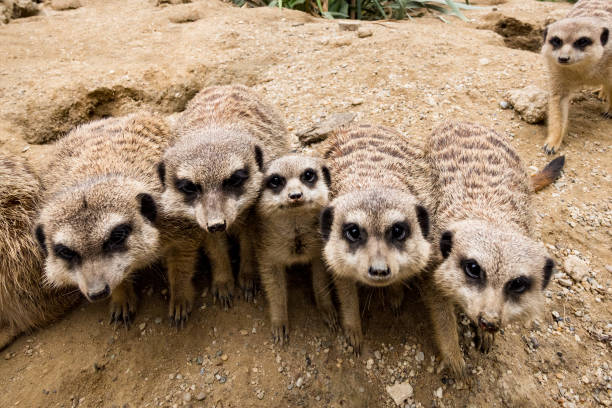 Group of watching surricatas outdoor