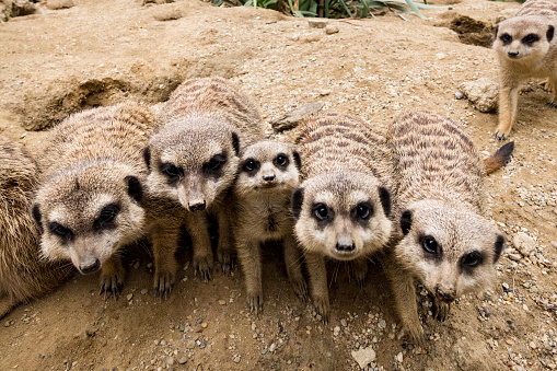 Group of four cute meerkats. They are sitting outdoors on the sand and they are looking in the same direction as one team.