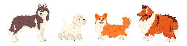 Vector illustration of Husky, West Highland White Terrier, Corgi, Collie dog breeds vector flat set. For pet shops and grooming salon landing page, exhibition promo poster, social networks stickers, online guide.