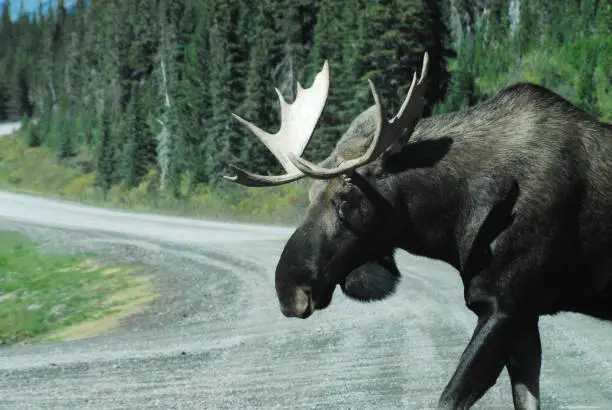 Photo of WILDLIFE- Canada- Close up of a Wild Bull Moose on a Mountain Road