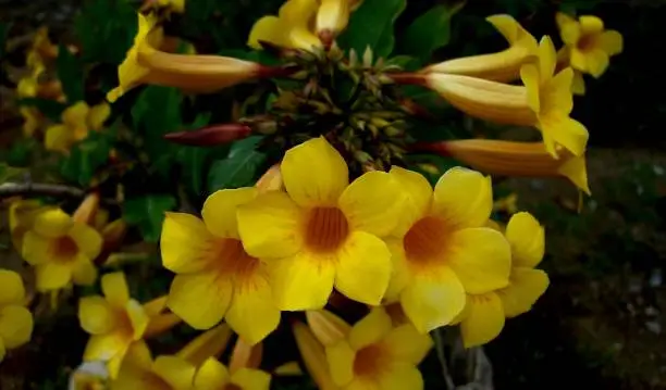 alamanda flower plant