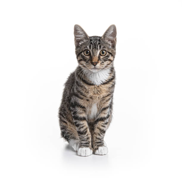 Cat on White stock photo