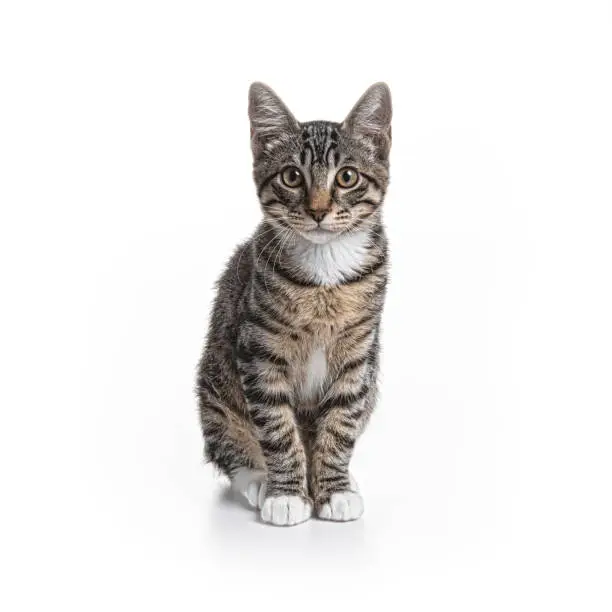 3 month old striped kitten on a white background