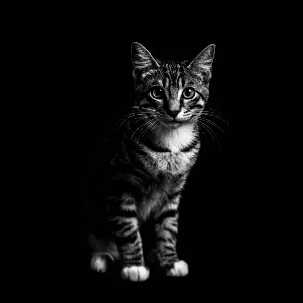 3 month old striped kitten on a black background