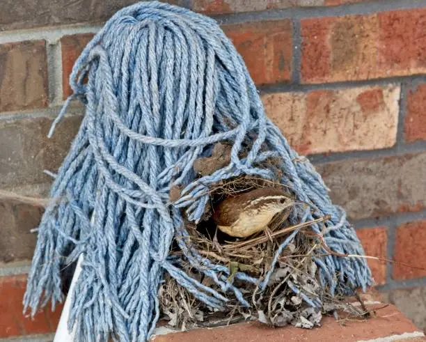 Carolina Wren has made its nest in a floor mop that on the back porch.