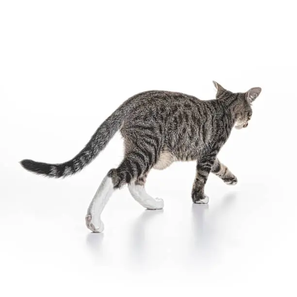 3 month old striped kitten on a white background walking away