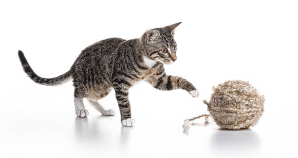 Cat on White and ball of yarn 3 month old striped kitten on a white background playing with a ball of yarn kitten playing with yarn stock pictures, royalty-free photos & images