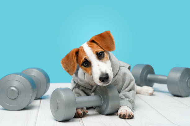 istock Smart puppy with sports equipment. 1248337853