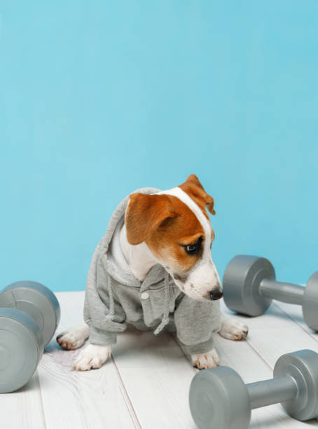 istock Smart puppy with sports equipment. 1248337860