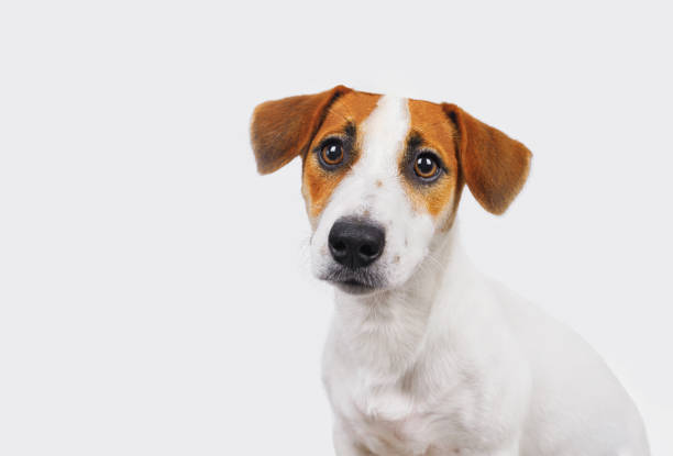 istock Cute Jack russell dog  in light background. 1248339061