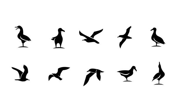 ilustraciones, imágenes clip art, dibujos animados e iconos de stock de set colección seagull pájaro silueta negro logotipo diseño - wildlife