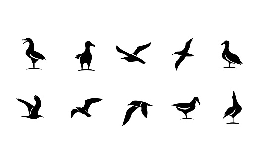 set collection seagull bird silhouette black white logo icon design isolated background